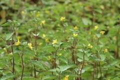 Corchoropsis crenata