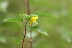 Corchoropsis crenata