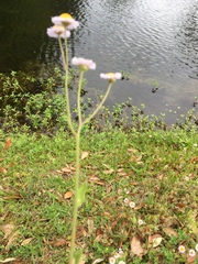Erigeron quercifolius