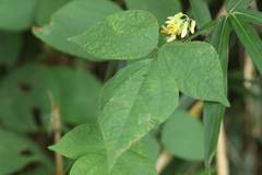 Rhynchosia acuminatifolia