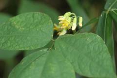 Rhynchosia acuminatifolia