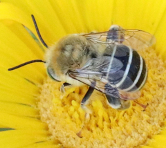 Anthophora californica