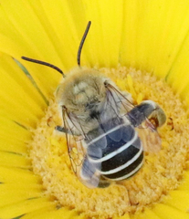 Anthophora californica