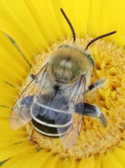 Anthophora californica