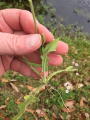 Erigeron quercifolius