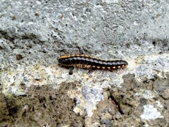 Asiomorpha coarctata