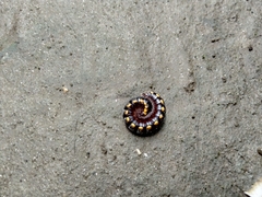 Asiomorpha coarctata