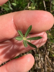 Lupinus polycarpus
