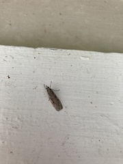 Scoparia indistinctalis