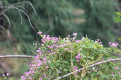 Ipomoea cordatotriloba
