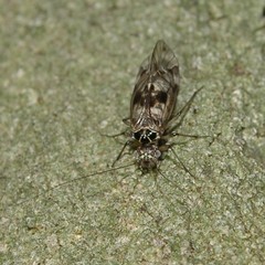 Psocomorpha