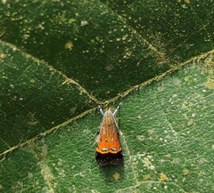 Tricyanaula aurantiaca