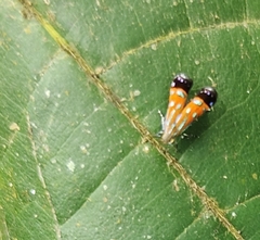 Tricyanaula aurantiaca