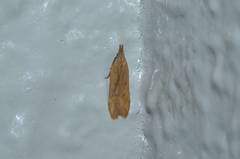 Dichomeris acuminatus