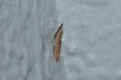 Dichomeris acuminatus