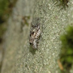 Psocomorpha