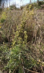 Reseda lutea