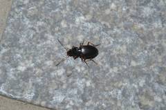 Synuchus arcuaticollis