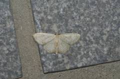 Idaea invalida