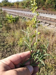 Reseda lutea