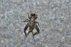 Loxoblemmus sylvestris