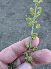 Reseda lutea