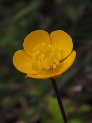 Ranunculus nigrescens