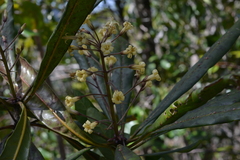 Pittosporaceae