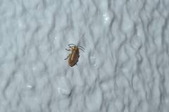 Xanthogaleruca maculicollis