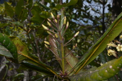 Pittosporaceae
