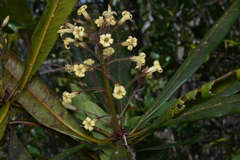 Pittosporaceae