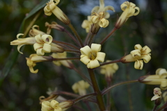 Pittosporaceae