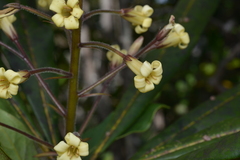 Pittosporaceae