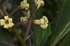 Pittosporaceae