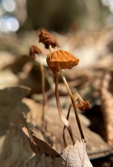 Marasmius pulcherripes