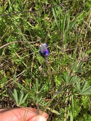 Lupinus polycarpus