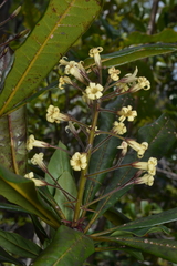 Pittosporaceae