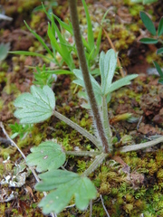 Ranunculus nigrescens
