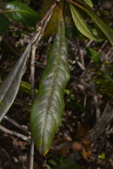 Pittosporaceae