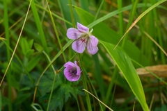 Geranium krameri