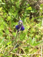 Lupinus polycarpus
