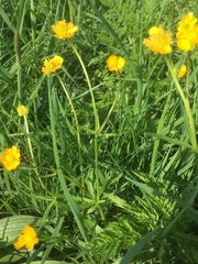 Ranunculus auricomus