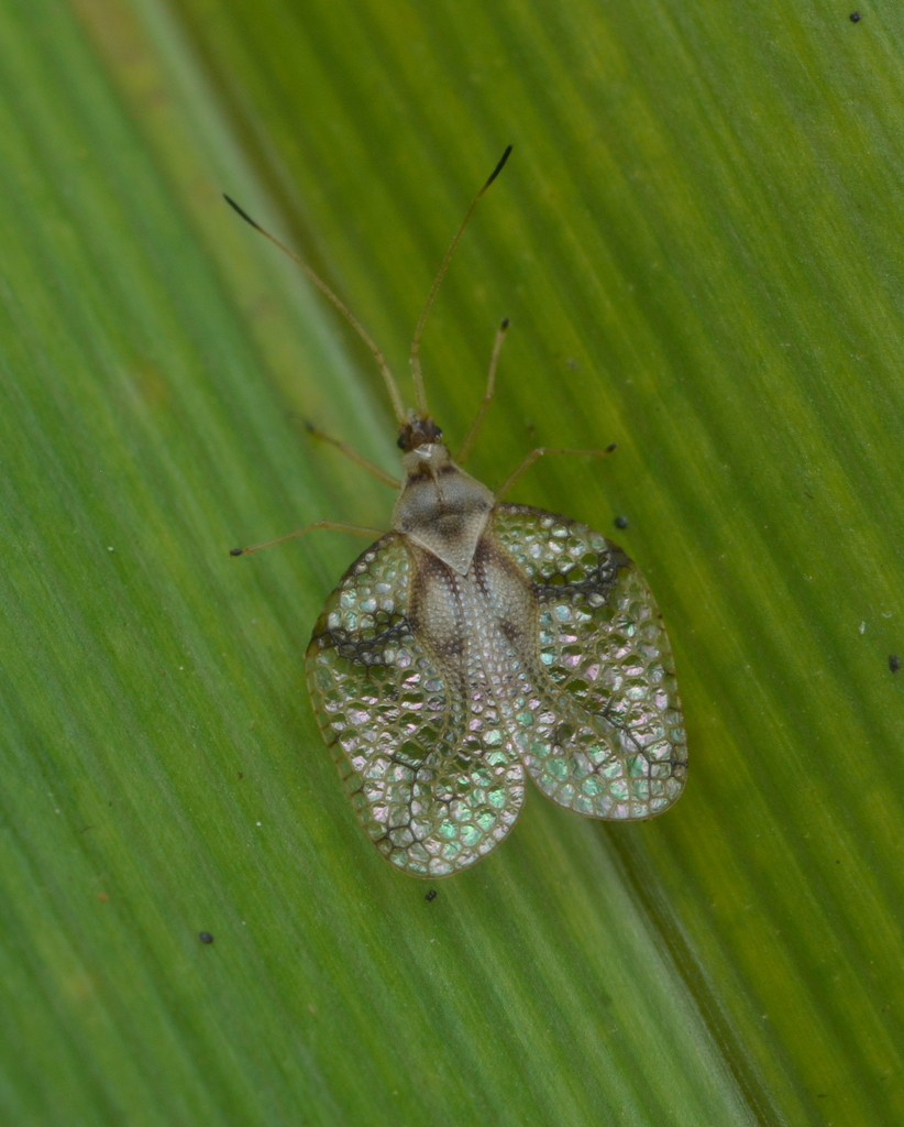 Cephalidiosus
