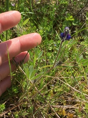 Lupinus polycarpus