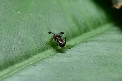 Teleopsis quadriguttata