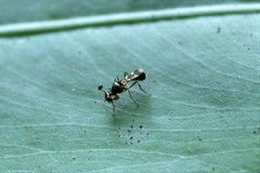 Teleopsis quadriguttata