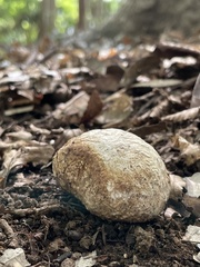 Fungi