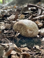 Fungi