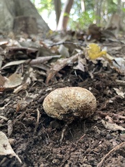 Fungi