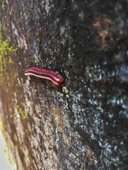 Trigoniulus corallinus